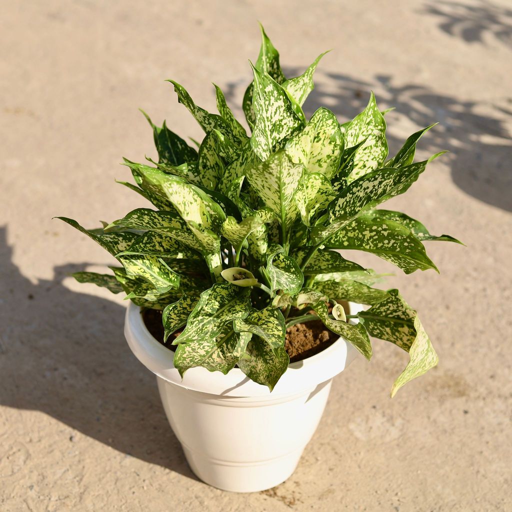 Buy Aglaonema Spring Snow in 10 inch Classy White Plastic Pot Online | Urvann.com Aglaonema Spring Snow in 10 inch Classy White Plastic Pot