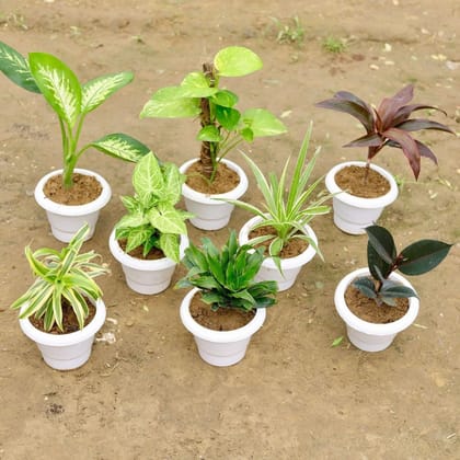 Office Garden Special - Set of 8 - Dieffenbachia, Money Plant with Moss Stick, Dracaena Red, Syngonium White Green, Spider, Song of India, Dracaena Compacta & Rubber Plant in 8 Inch White Classy Plastic Pot