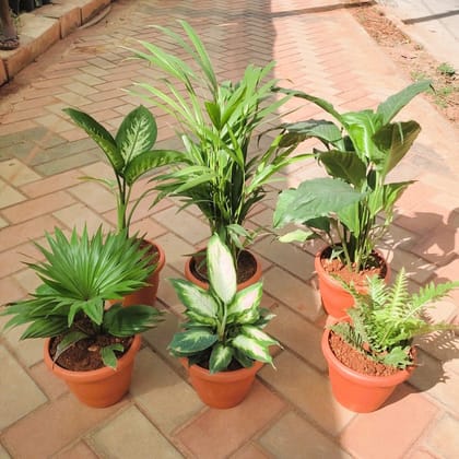 Indoor Jungle Special - Set of 6 - Dieffenbachia Tropic Snow, Areca Palm, Peace Lily, Fan / China Palm,Dieffenbachia Camillie & Green Fern in 7 inch Classy Red Plastic Pot