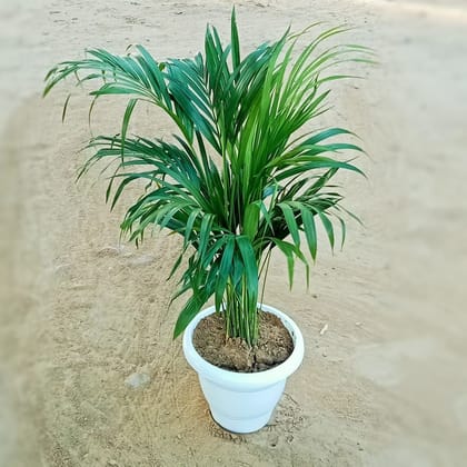 Buy Areca Palm ( ~ 1 Ft) in 10 Inch Classy White Plastic Pot Online | Urvann.com