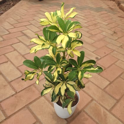 Buy Schefflera Yellow in 6 Inch Premium Plastic Pot (any colour) Online | Urvann.com