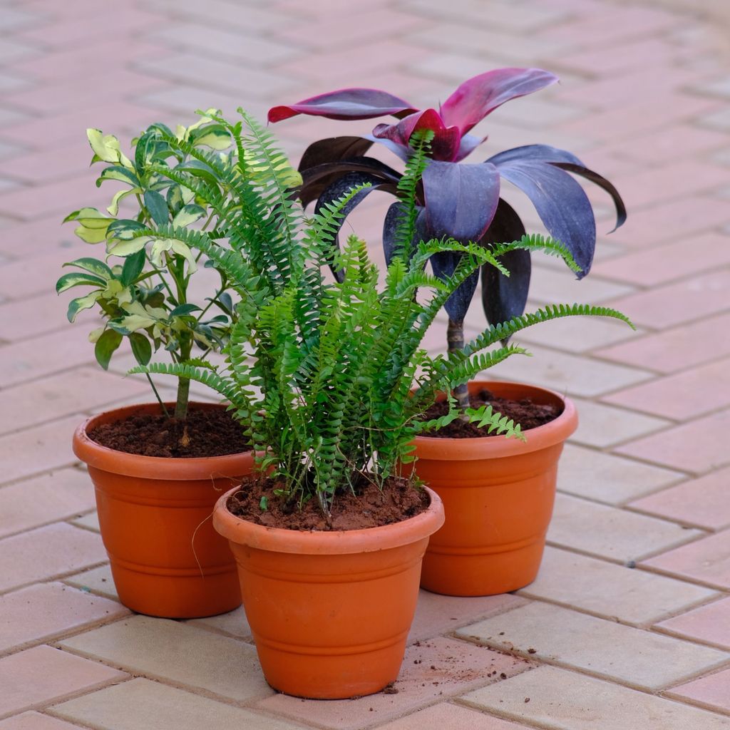 Buy Set of 3 - Dracaena Rosea, Schefflera Variegated & Fern Green in 7 Inch Classy Brown Plastic Pot Online | Urvann.com Set of 3 - Dracaena Rosea, Schefflera Variegated & Fern Green in 7 Inch Classy Brown Plastic Pot