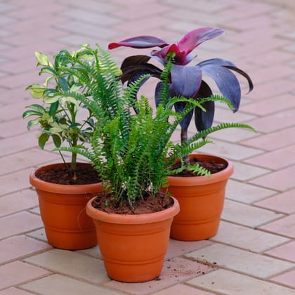 Buy Set of 3 - Dracaena Rosea, Schefflera Variegated & Fern Green in 7 Inch Classy Brown Plastic Pot Online | Urvann.com