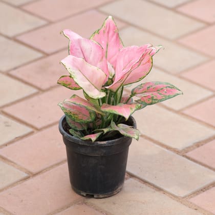 Buy Aglaonema Pink Dalmatian in 4 Inch Nursery Pot Online | Urvann.com