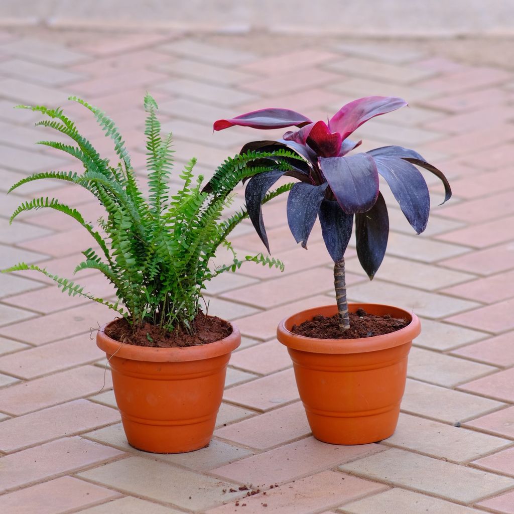 Buy Set of 2 - Dracaena Rosea & Fern Green in 7 Inch Classy Brown Plastic Pot Online | Urvann.com Set of 2 - Dracaena Rosea & Fern Green in 7 Inch Classy Brown Plastic Pot