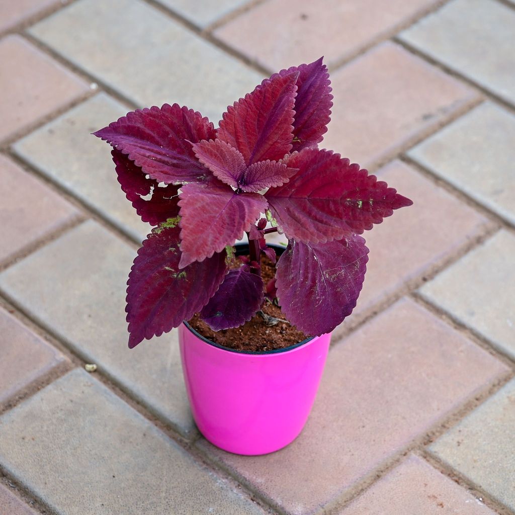 Buy Coleus Red (any design) in 5 Inch Premium Sphere Plastic Pot (any colour) Online | Urvann.com Coleus Red (any design) in 5 Inch Premium Sphere Plastic Pot (any colour)