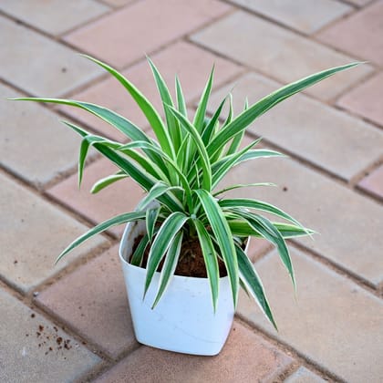 Buy Spider  in 3 Inch Premium Square Plastic Pot (any colour) Online | Urvann.com