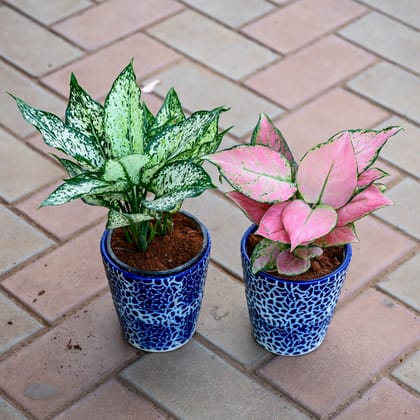 Buy Set of 2 - Aglaonema (Etta Rose & Wishes) in 5 Inch Balti Designer Ceramic Pot (any colour & design) Online | Urvann.com