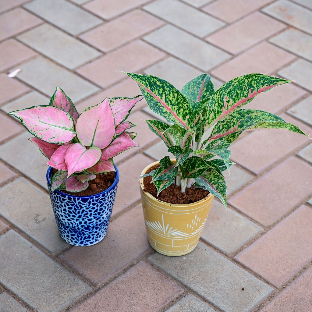 Buy Set of 2 - Aglaonema (Red Peacock & Wishes) in 5 Inch Balti Designer Ceramic Pot (any colour & design) Online | Urvann.com Set of 2 - Aglaonema (Red Peacock & Wishes) in 5 Inch Balti Designer Ceramic Pot (any colour & design)