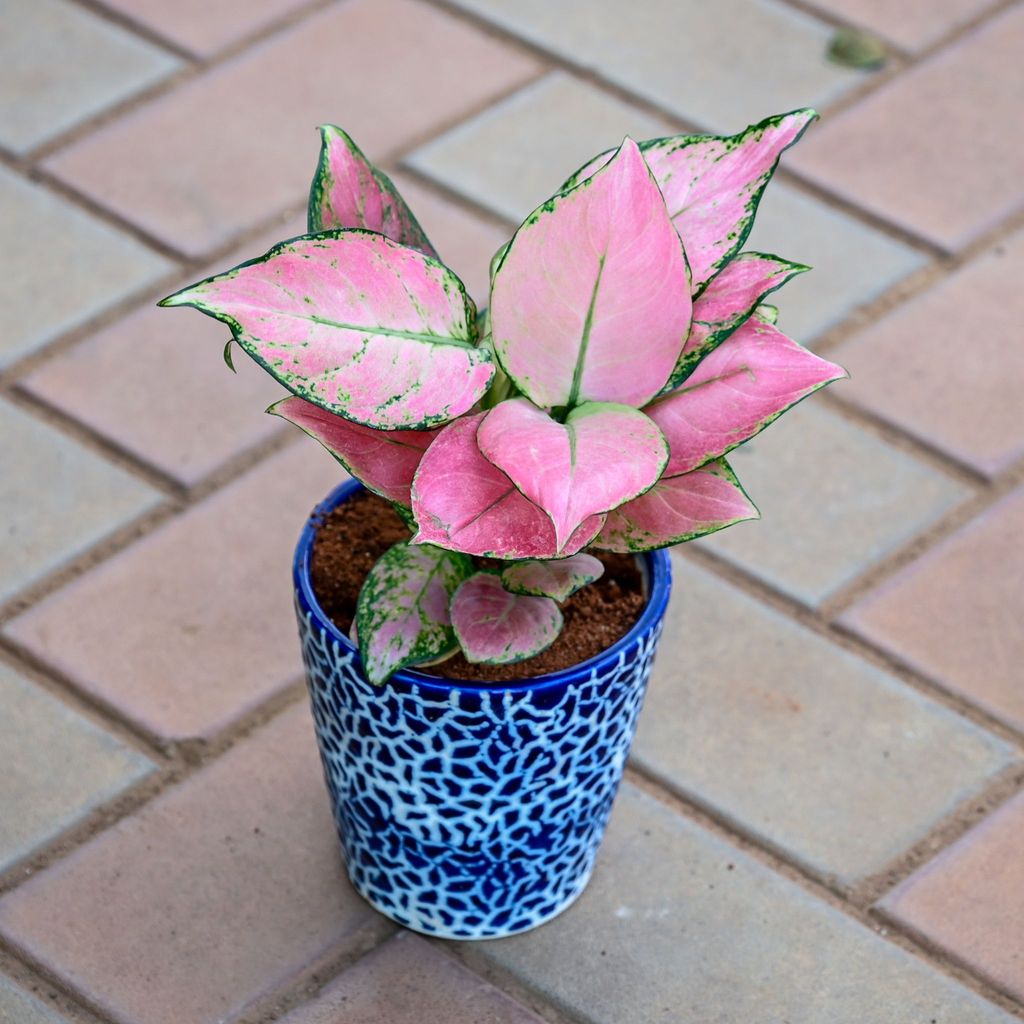 Buy Aglaonema Wishes in 5 Inch Balti Designer Ceramic Pot (any colour & design) Online | Urvann.com Aglaonema Wishes in 5 Inch Balti Designer Ceramic Pot (any colour & design)