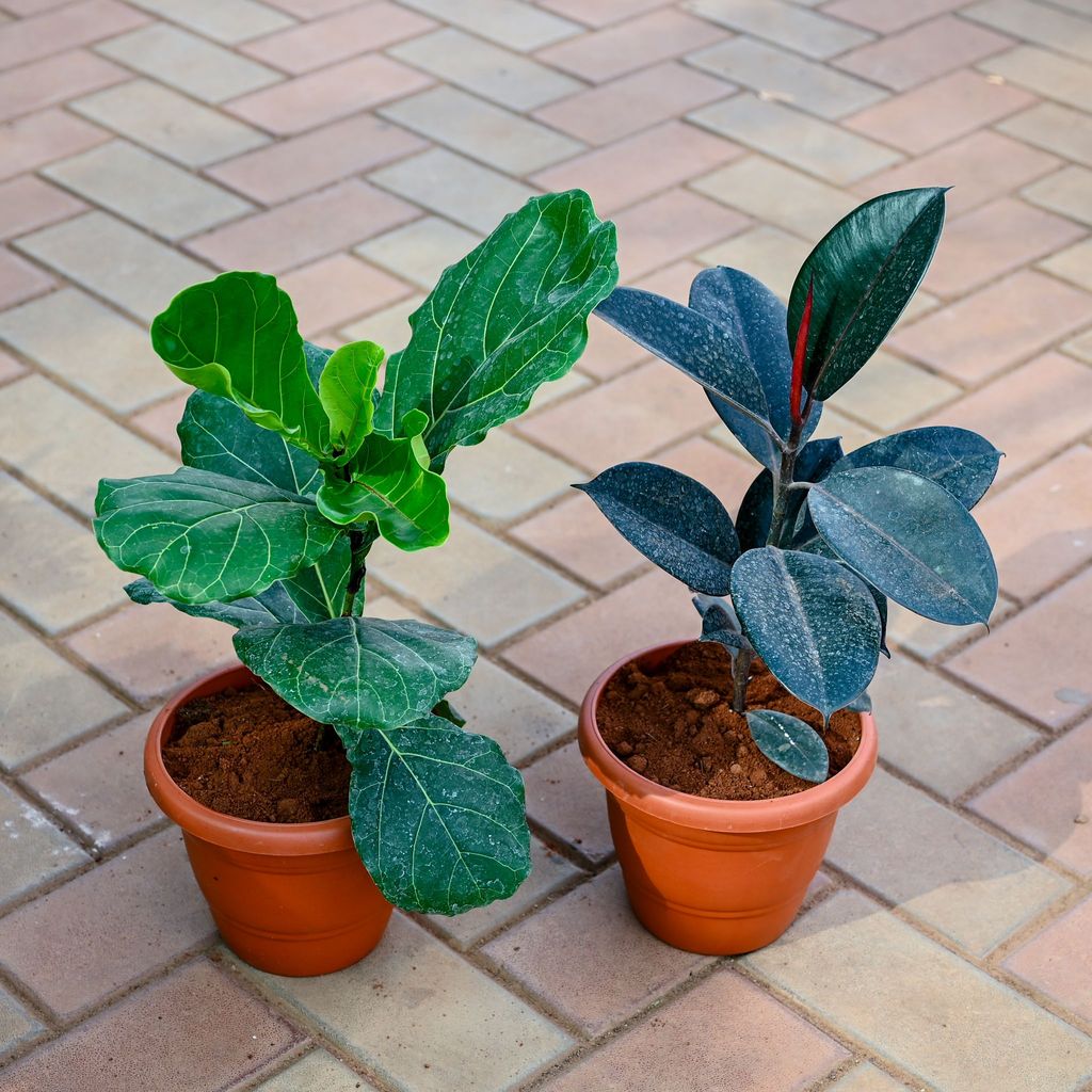 Set of 2 - Fiddle Leaf Fig / Ficus Lyrata & Rubber Black in 7 Inch Classy Red Plastic Pot