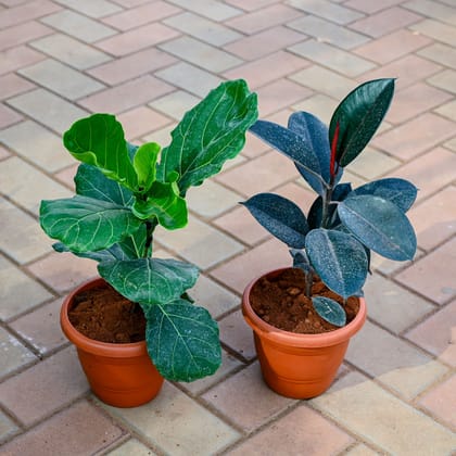 Buy Set of 2 - Fiddle Leaf Fig / Ficus Lyrata & Rubber Black in 7 Inch Classy Red Plastic Pot Online | Urvann.com