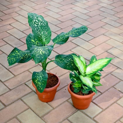 Buy Set of 2 - Aglaonema Emerald Star & Dieffenbachia Honeydew in 7 Inch Classy Red Plastic Pot Online | Urvann.com