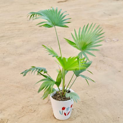 Buy China / Fan Palm (~ 1 Ft) in 8 Inch Classy White Balti Designer Ceramic Pot (any design) Online | Urvann.com