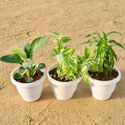 Buy Set of 3 - Philodendron Birkin, Pedilianthus / Devil's Backbone & Dracaena Messenger in 8 Inch Classy White Plastic Pot Online | Urvann.com