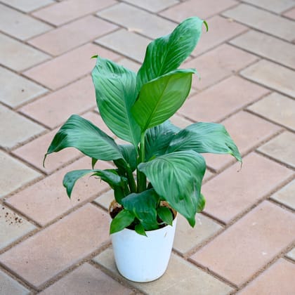 Buy Peace Lily (any colour) in 5 Inch Premium Sphere Plastic Pot (any colour) Online | Urvann.com