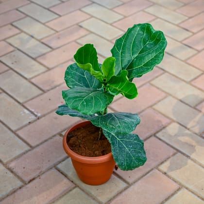 Buy Fiddle Leaf Fig / Ficus Lyrata in 7 Inch Classy Red Plastic Pot Online | Urvann.com