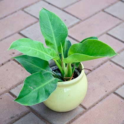 Buy Philodendron Green in 5 Inch Classy Matki Ceramic Pot (any colour) Online | Urvann.com