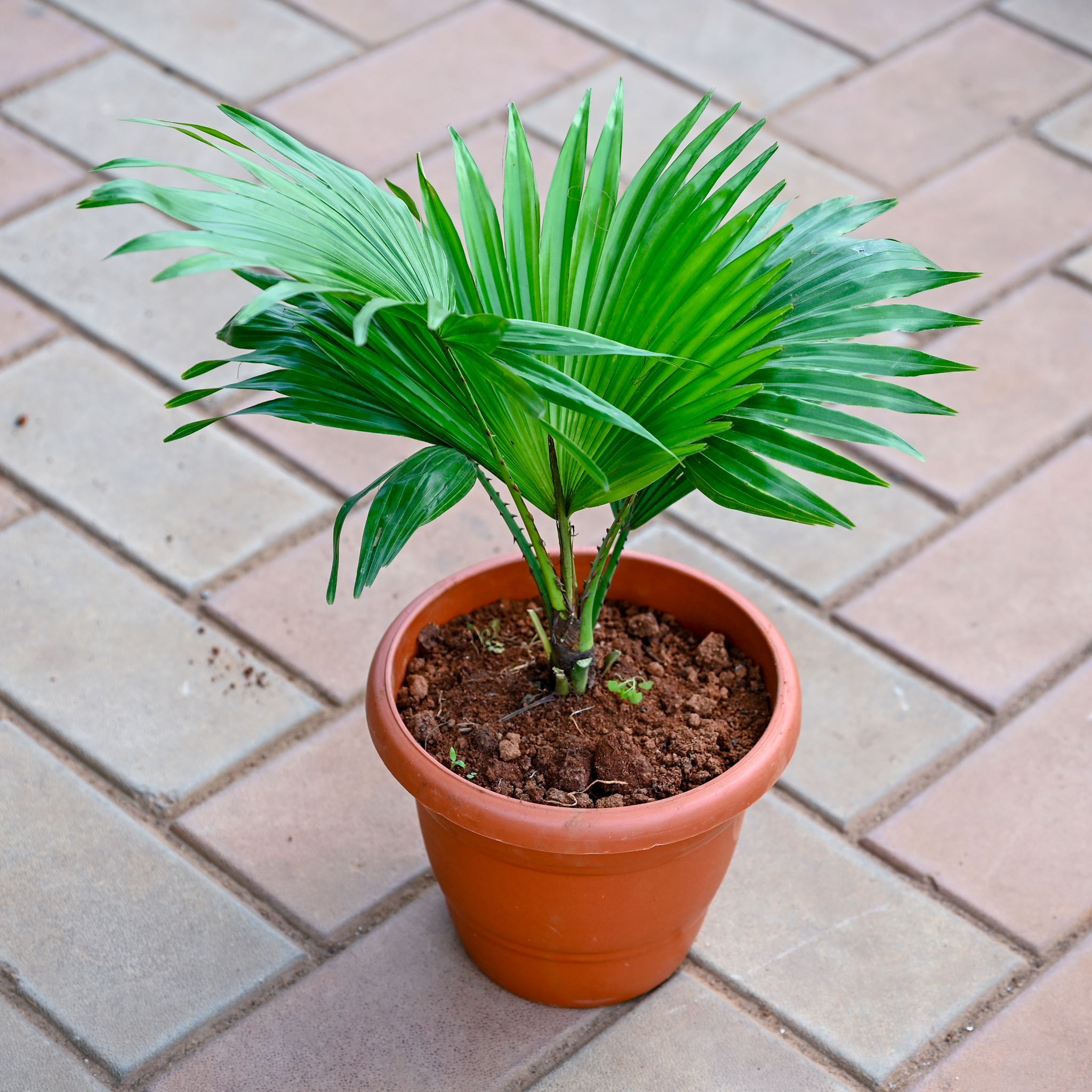 China / Fan Palm in 7 Inch Red Classy Plastic Pot