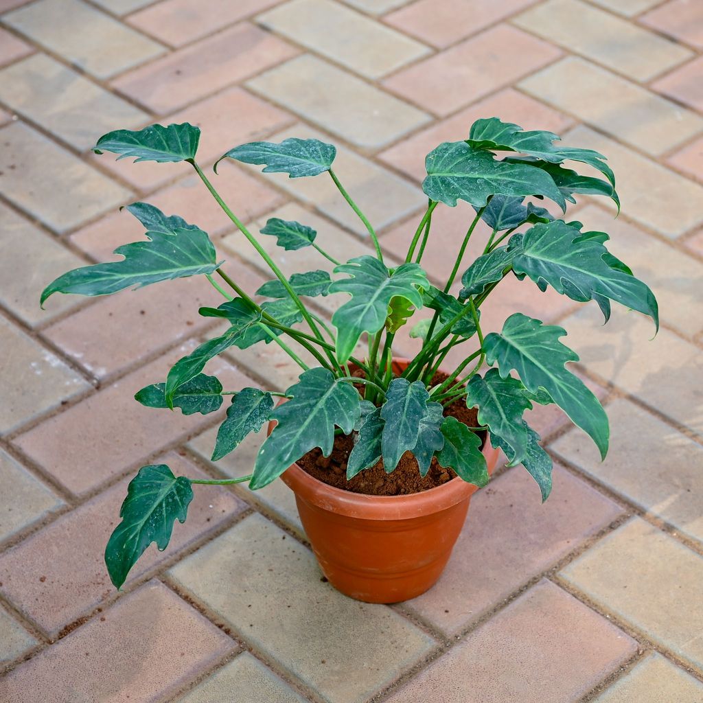 Xanadu Green in 7 Inch Classy Red Plastic Pot