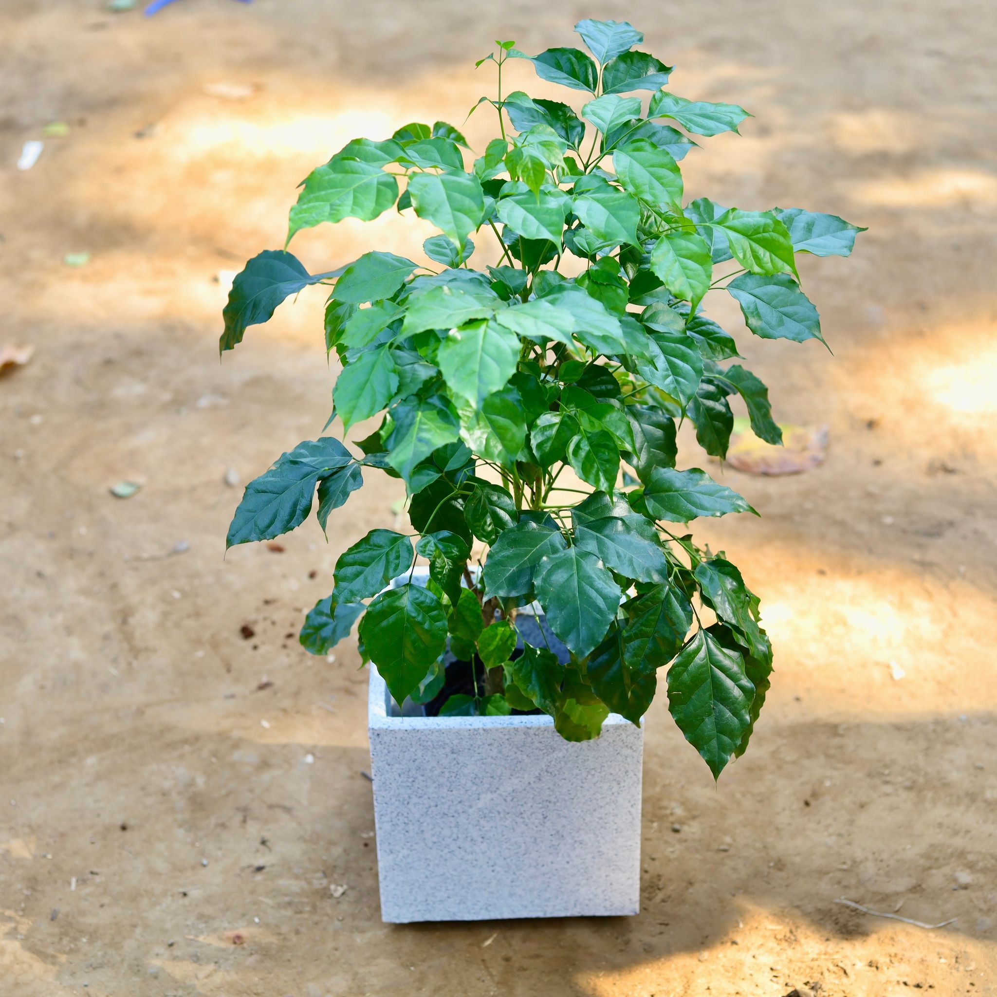 Radermachera / China Doll in 8 inch White Marble Cube Fox Fiberglass Pot