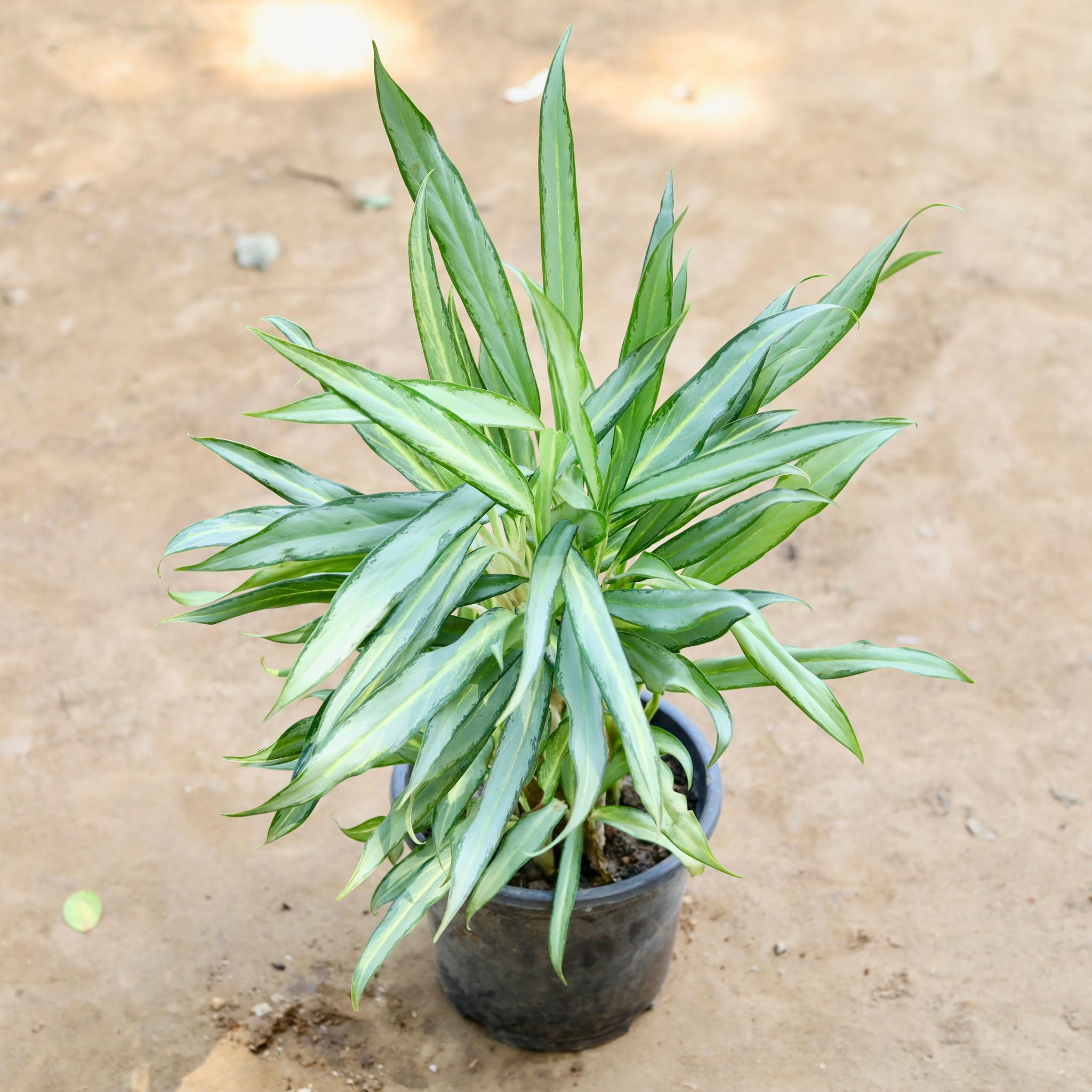 Aglaonema Cutlass in 8 inch Nursery Pot