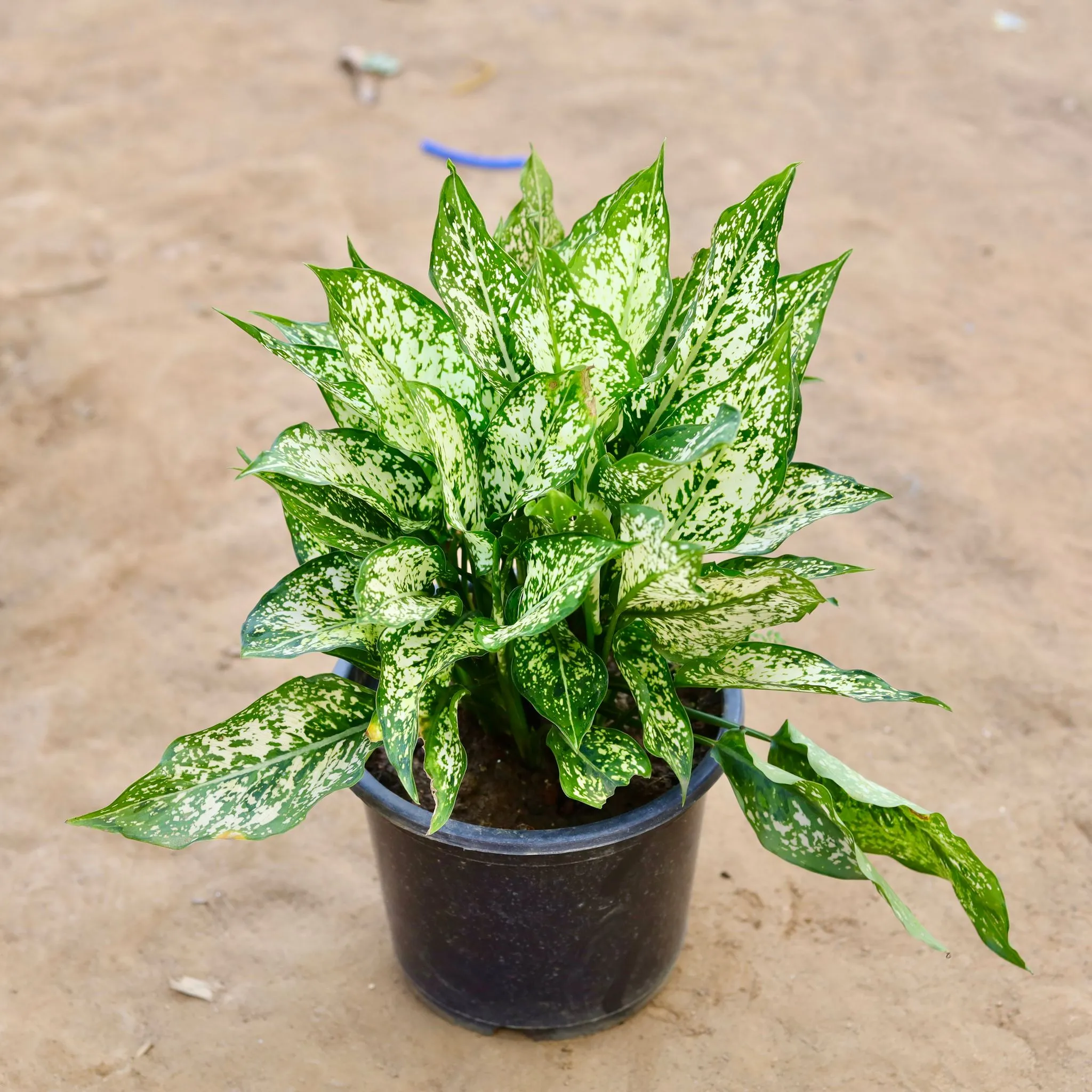 Aglaonema Snow White in 8 inch Nursery Pot