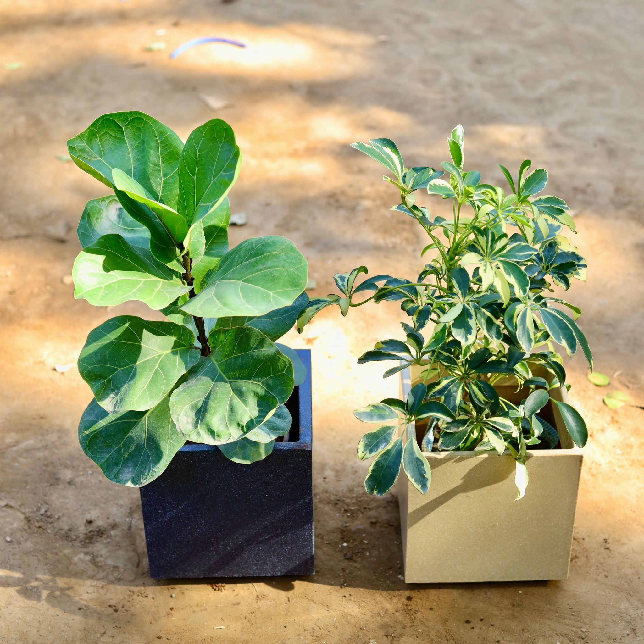 Set of 2 - Fiddle Leaf Fig / Ficus Lyrata & Schefflera Variegated in 8 inch Black & Beige Cube Fox Fiberglass Pot
