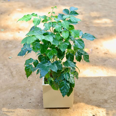 Radermachera / China Doll in 8 inch Beige Cube Fox Fiberglass Pot