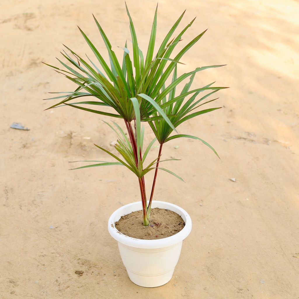 Lantana Rubra Palm in 12 Inch Classy White Plastic Pot
