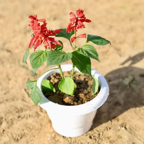 Salvia (any colour) in 6 inch Classy White Plastic Pot
