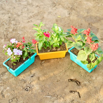 Buy Set of 3 - Spansis, Salvia & Periwinkle / Sadabahar / Vinca (any colour) in 8x3 inch Rectangular Window Plastic Planter (any colour) Online | Urvann.com