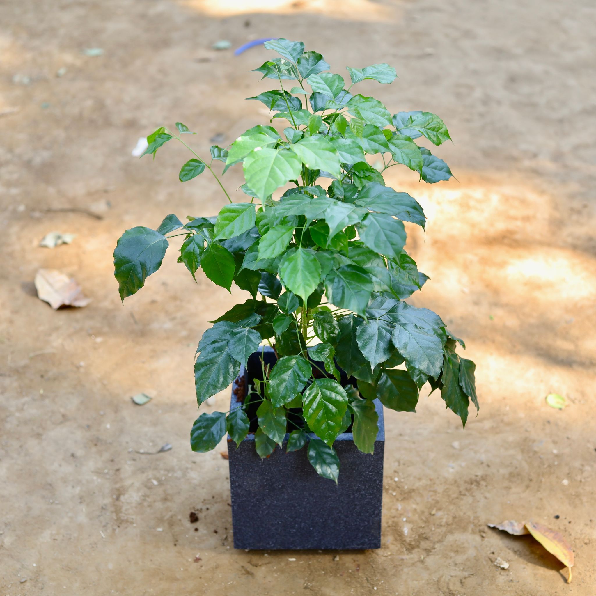 Radermachera / China Doll in 8 inch Black Cube Fox Fiberglass Pot