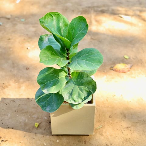 Fiddle Leaf Fig / Ficus Lyrata in 8 inch Beige Cube Fox Fiberglass Pot