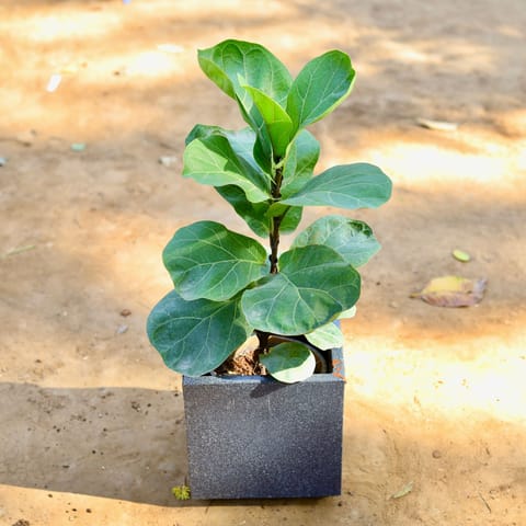 Fiddle Leaf Fig / Ficus Lyrata in 8 inch Black Cube Fox Fiberglass Pot