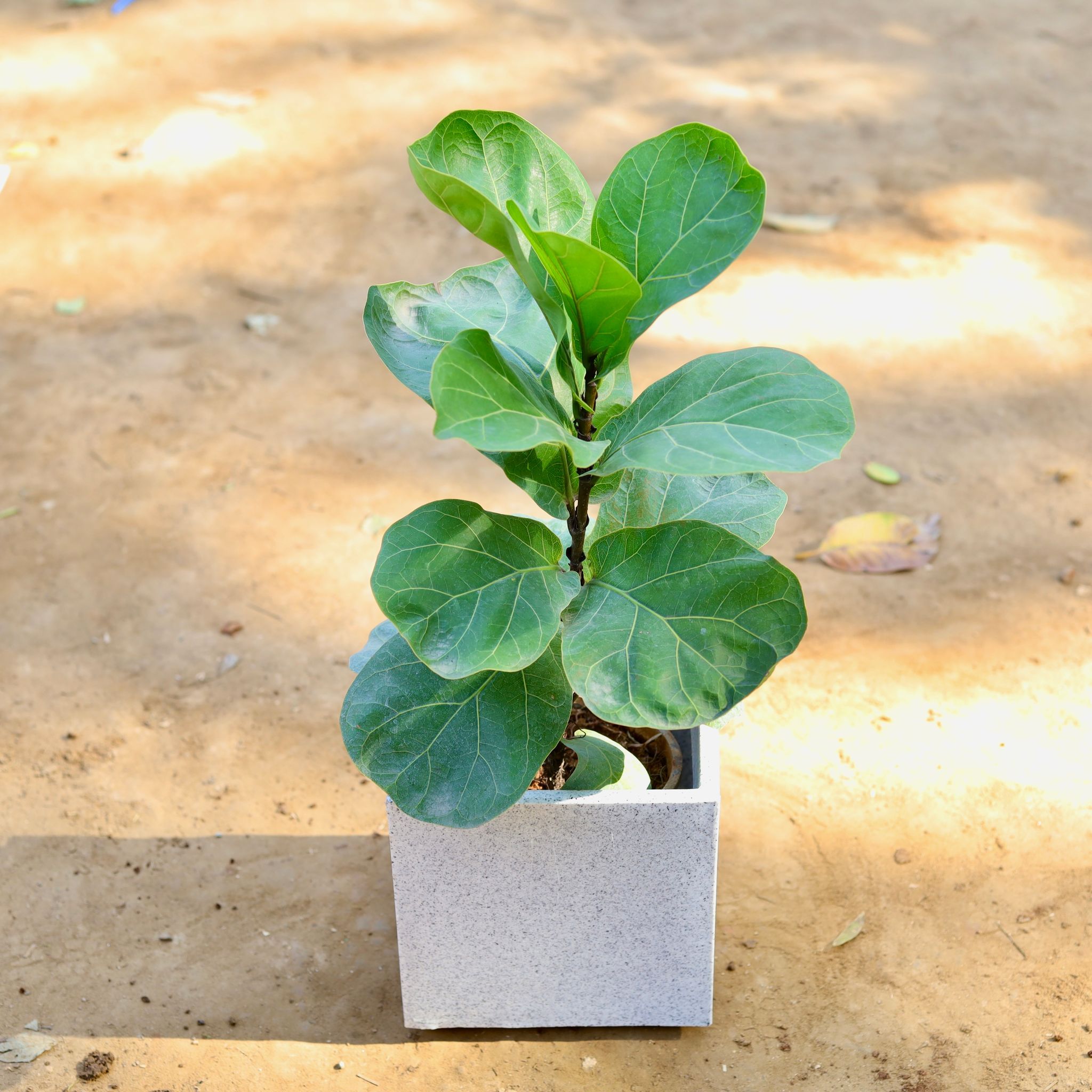Fiddle Leaf Fig / Ficus Lyrata in 8 inch Marble White Cube Fox Fiberglass Pot