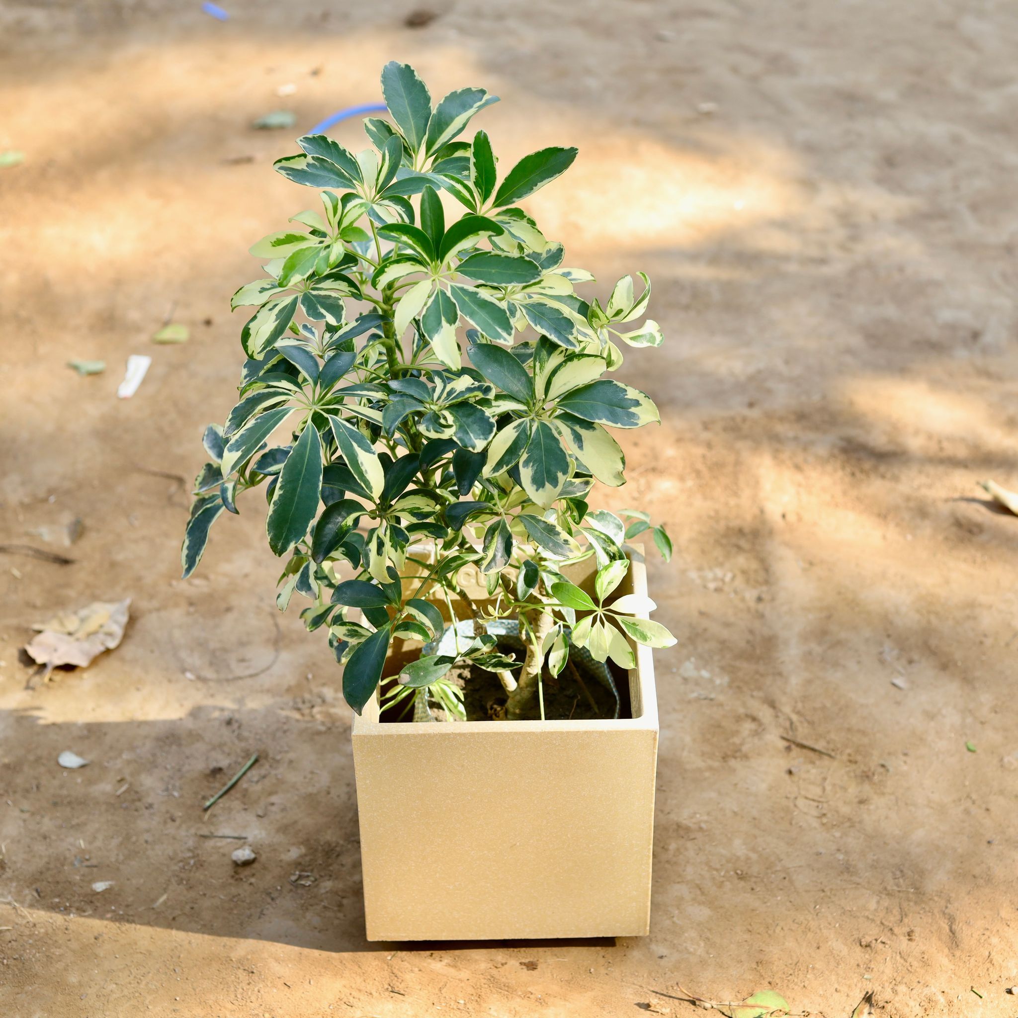 Schefflera variegated in 8 inch Beige Cube Fox Fiberglass Pot