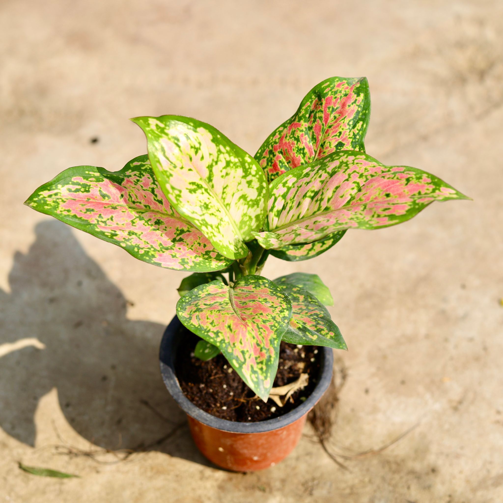 Aglaonema Pink Dalmatian in 4 inch Nursery Pot