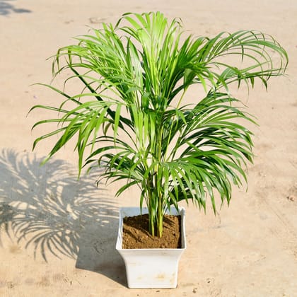 Buy Areca Palm in 10 inch Classy White Square Plastic Pot Online | Urvann.com