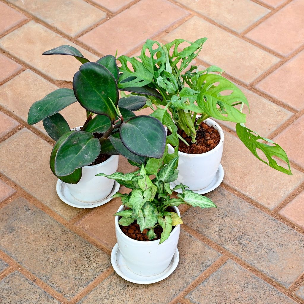 Set of 3 - Syngonium Pixie Green, Monstera Broken Heart & Peperomia / Radiator Plant Black in 4 Inch Classy White Cup Ceramic Pot with Tray