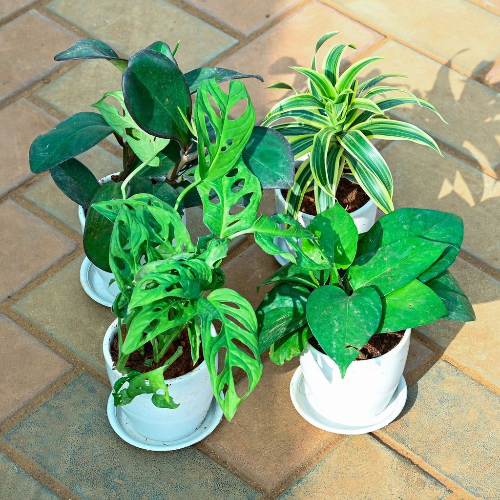 Set of 4 - Money Plant Green, Monstera Broken Heart, Song of India & Peperomia Black in 4 Inch Classy White Cup Ceramic Pot with Tray