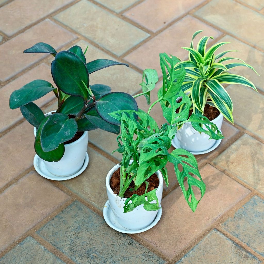 Set of 3 - Monstera Broken Heart, Song of India & Peperomia Black in 4 Inch Classy White Cup Ceramic Pot with Tray