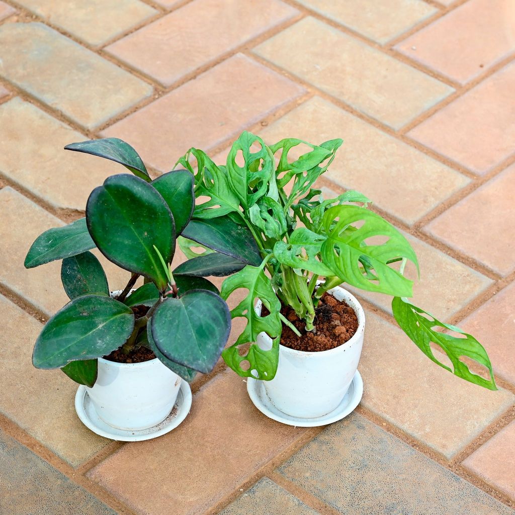 Set of 2 - Monstera Broken Heart & Peperomia / Radiator Plant Black in 4 Inch Classy White Cup Ceramic Pot with Tray