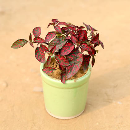 Buy Hypoestes / Polka Dot Red in 4 Inch Classy Cylindrical Ceramic Pot (any color) Online | Urvann.com