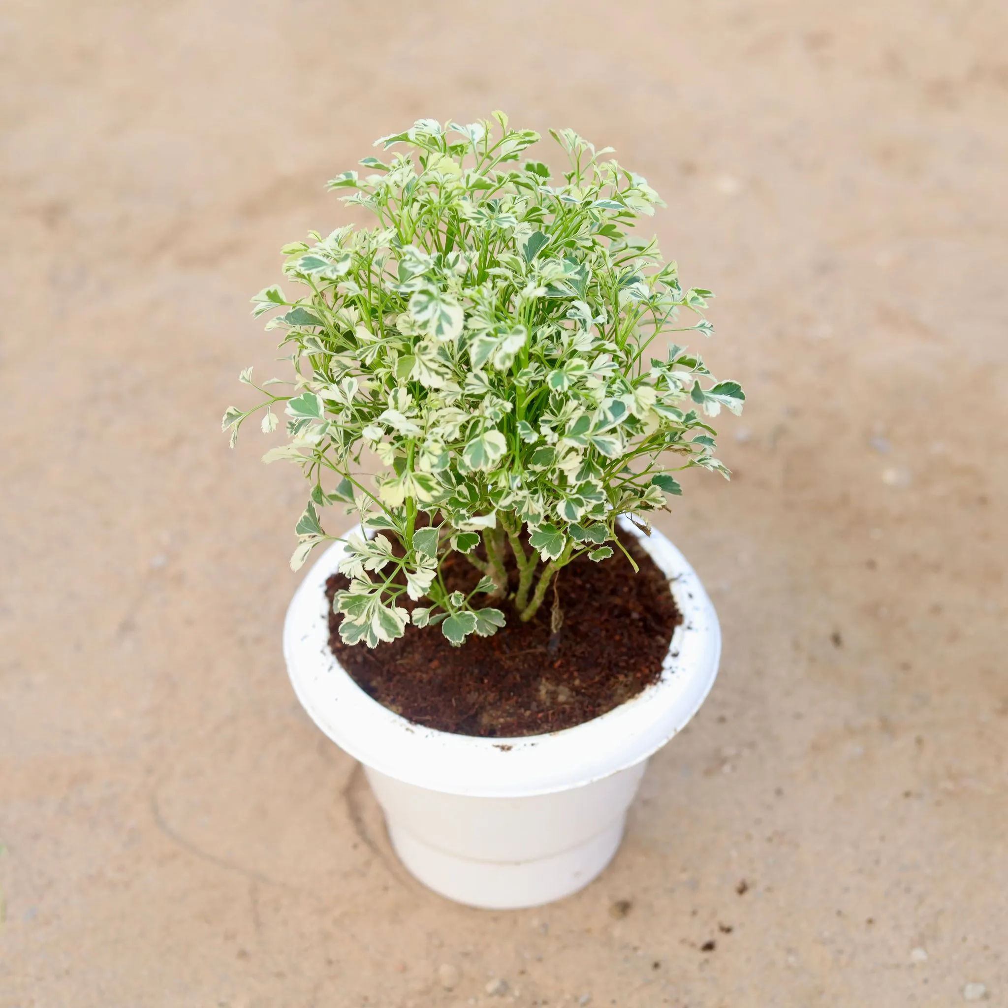 Aralia Dwarf Variagated in 6 Inch Classy White Plastic Pot