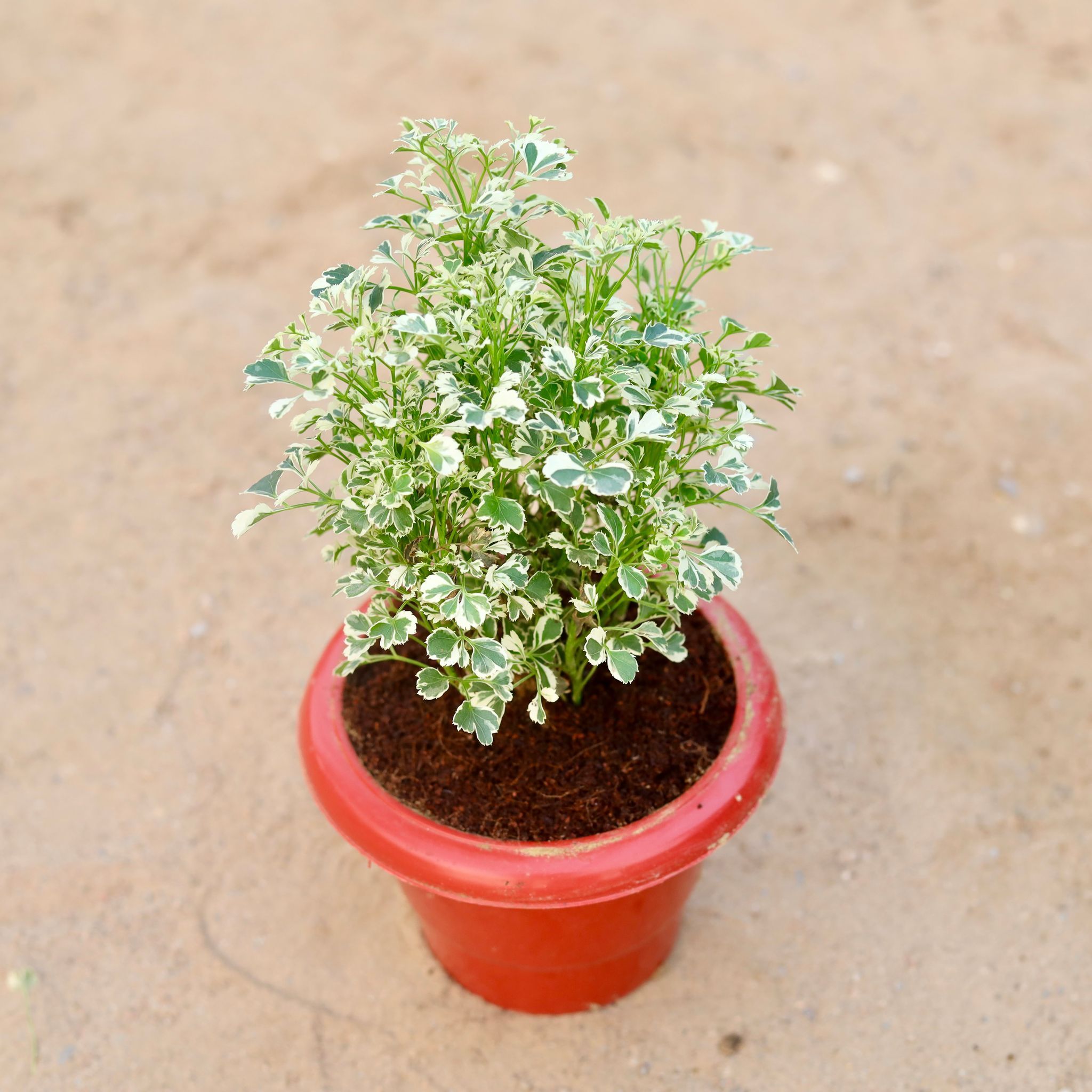 Aralia Dwarf Variagated in 6 Inch Classy Red Plastic Pot
