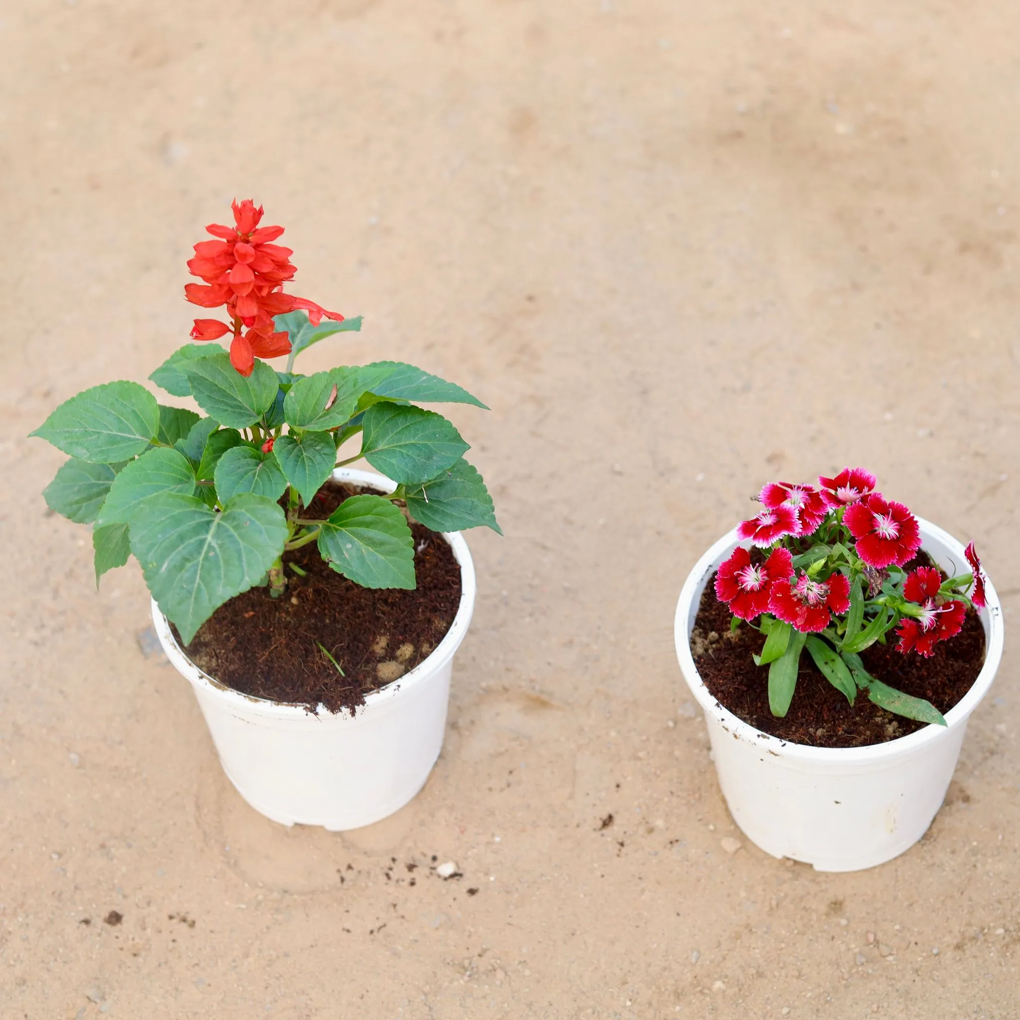 Set of 2 - Salvia & Dianthus (any colour) in 6 Inch White Nursery Pot