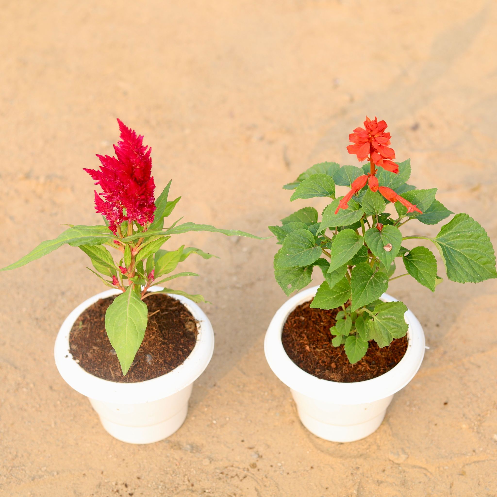 Set of 2 - Celosia & Salvia (any colour) in 6 Inch Classy White Plastic Pot