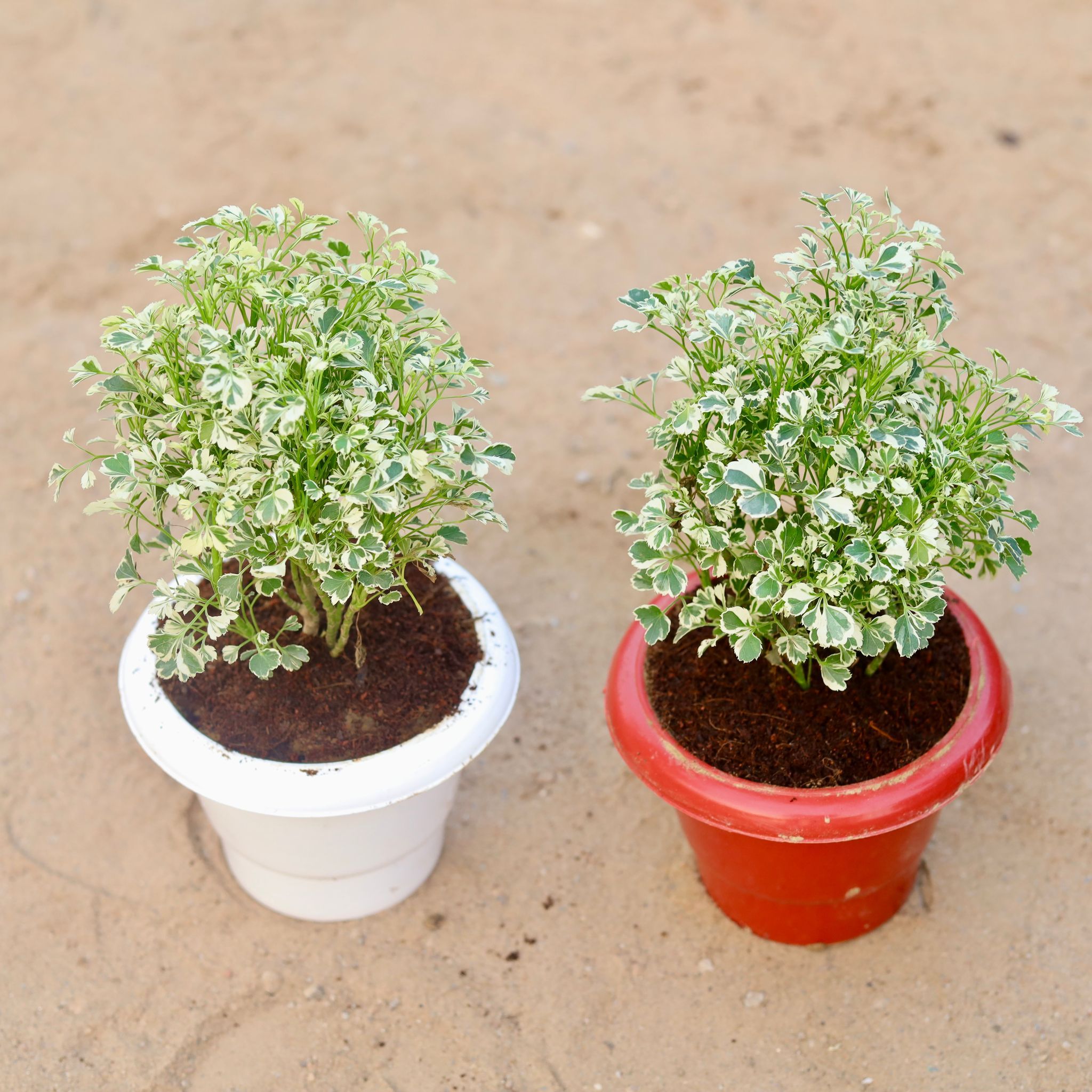 Set of 2 - Aralia Dwarf Variagated in 6 Inch Classy Plastic Pot (any colour)