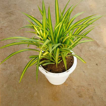 Buy Pandanus / Screwpine in 10 Inch Classy White Plastic Pot Online | Urvann.com